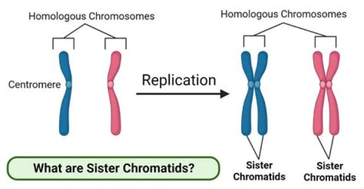 Which protein protects sister chromatids from being separated in meiosis?