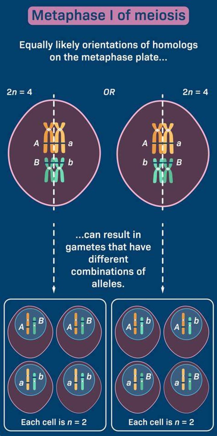 Which statements describe differences between metaphase I and metaphase II