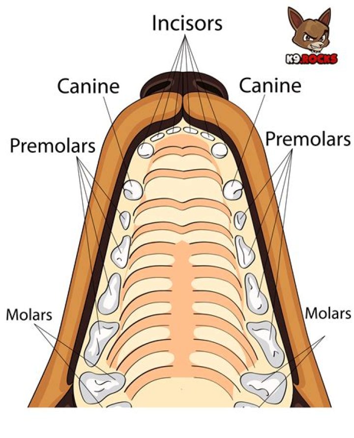 Which teeth are incisors in dogs?