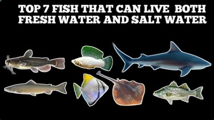 Which type of fish can survive better in low oxygen conditions in the pond