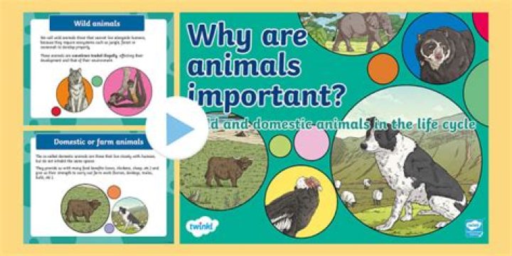 Why are animals captive