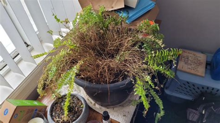 Why are my ferns dying