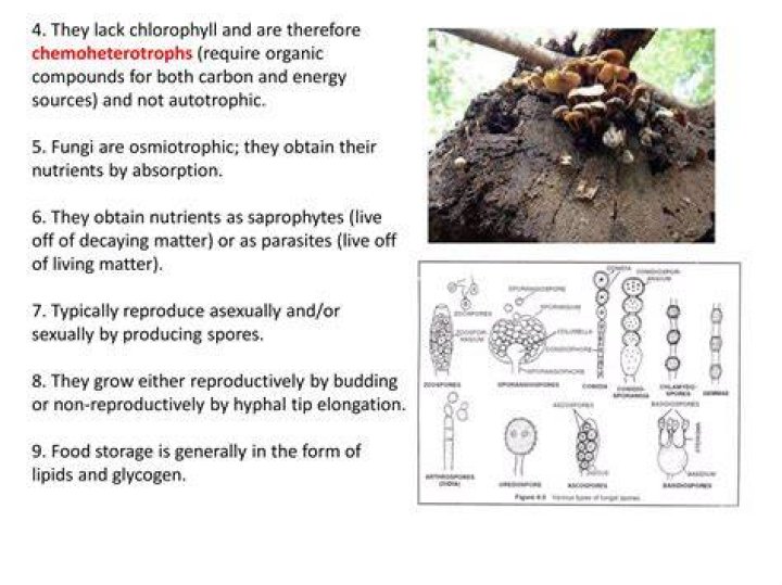Why can Chemoheterotrophs grow throughout the column