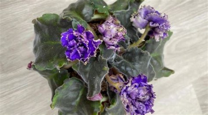 Why do my African violets keep dying