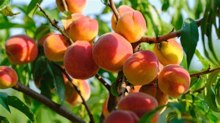 Why do peaches get pithy