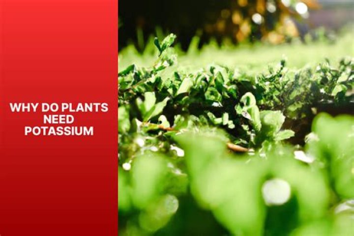 Why do plants need potassium