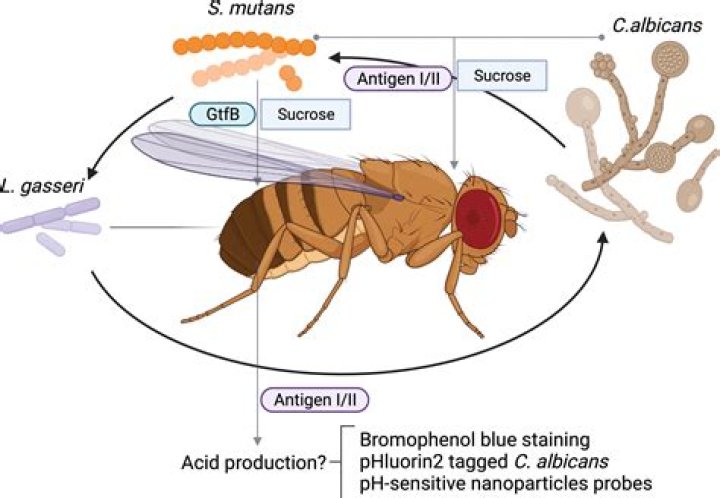 Why do we study Drosophila melanogaster