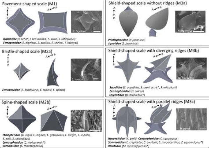 Why do we use NG model