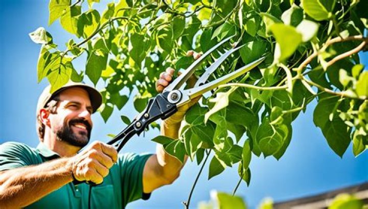 Why do you prune plants