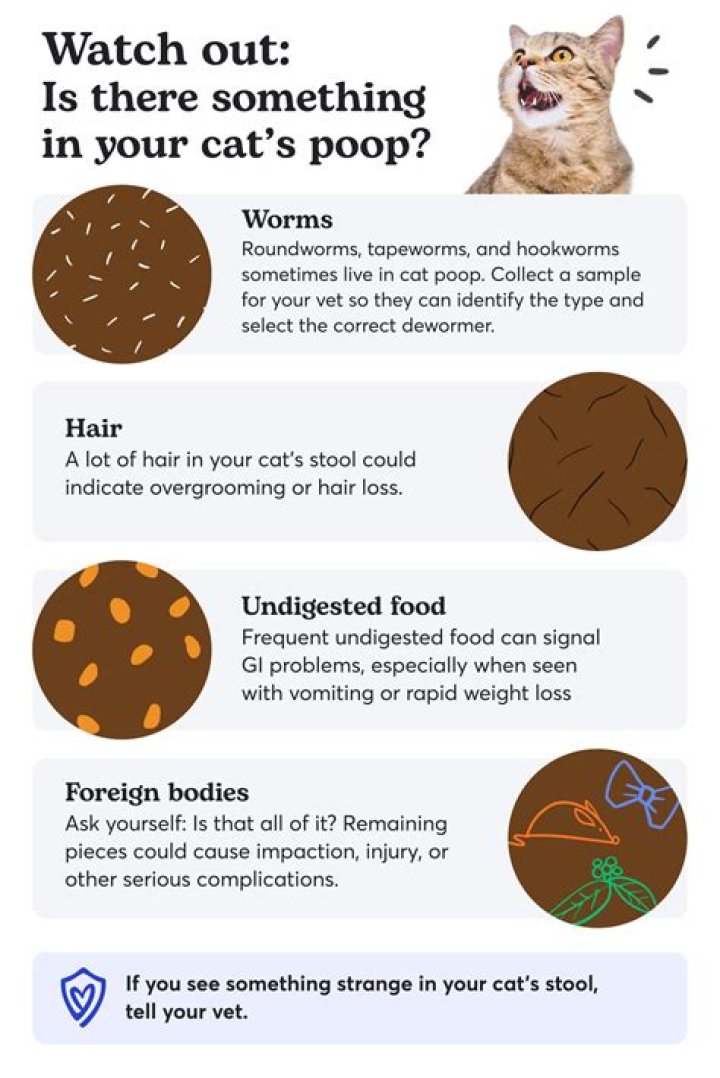 Why does cat not cover poop