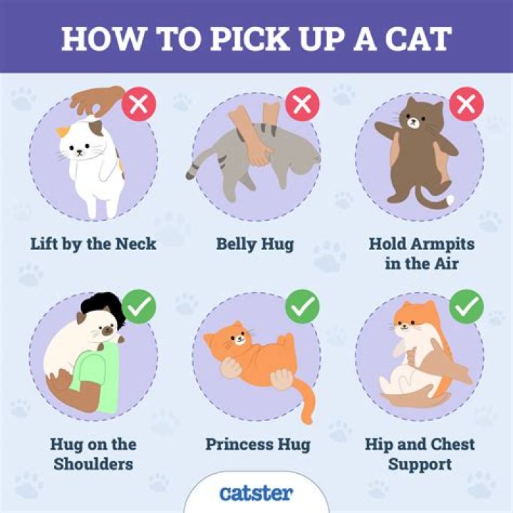 Why does my cat not clean his bum?