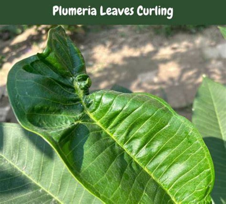 Why does my plumeria have wrinkled leaves