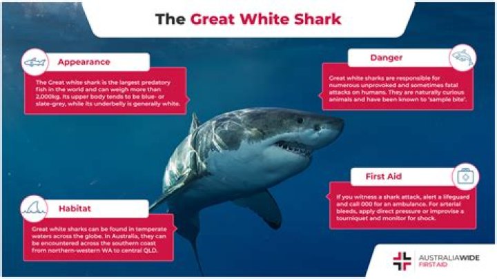 Why don t great white sharks survive in captivity