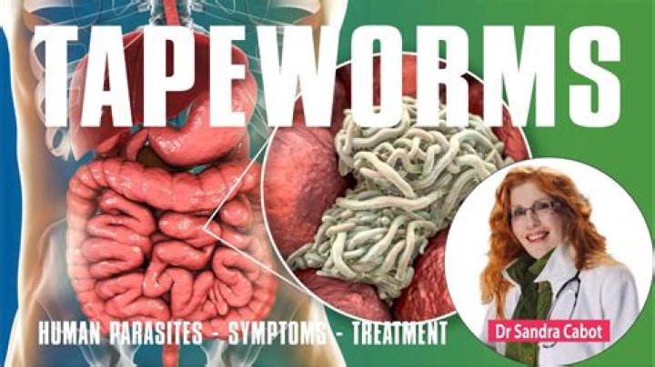 Why don t tapeworms have a circulatory system