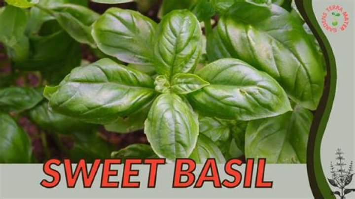 Why is Basil a herb