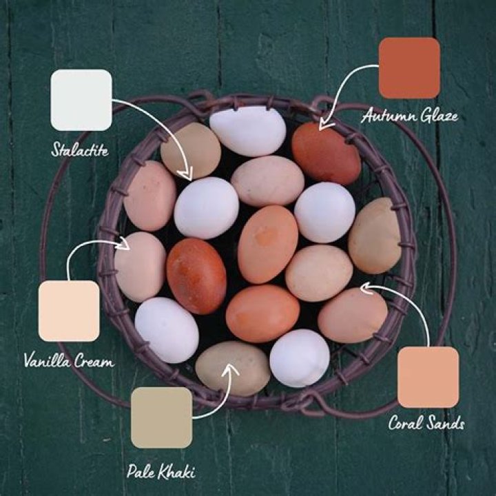 Why is my egg shell rough