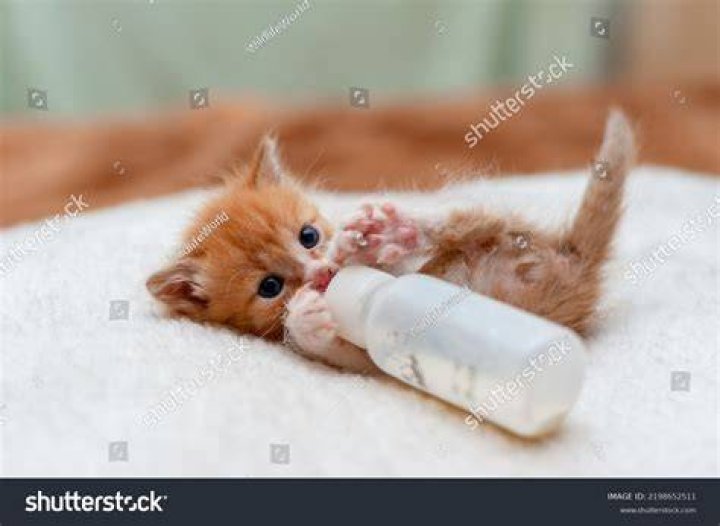 Why is my kitten only drinking milk?
