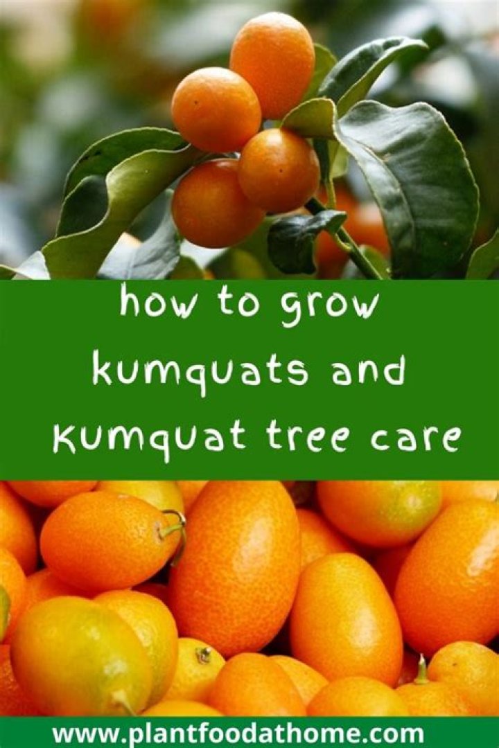 Why is my kumquat tree not growing