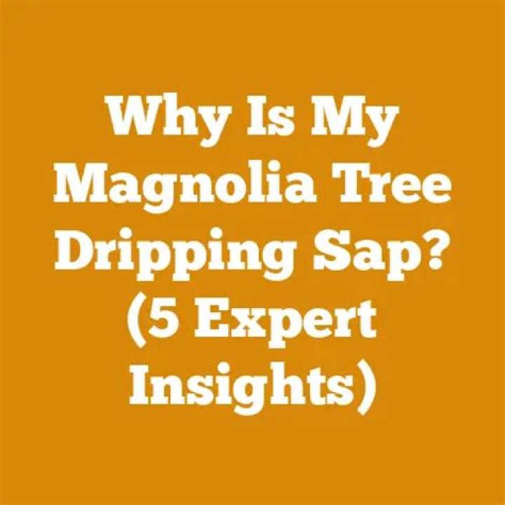 Why is my magnolia tree dripping sap