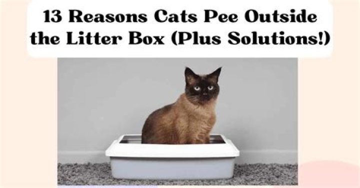 Why is my male cat peeing outside the litter box?