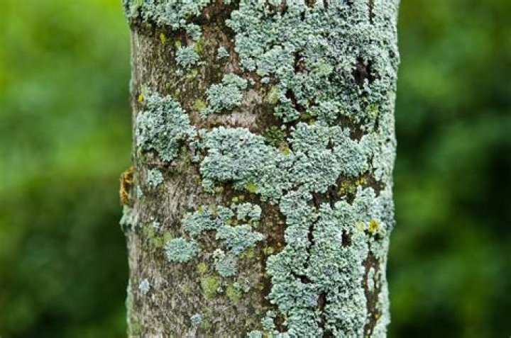 Why is my tree covered in lichen?