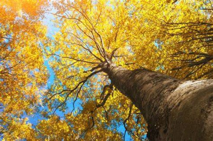 Why is my tree turning yellow