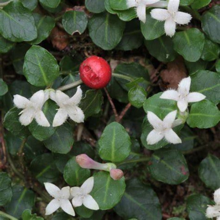 Why is Rubiaceae called the madder family?