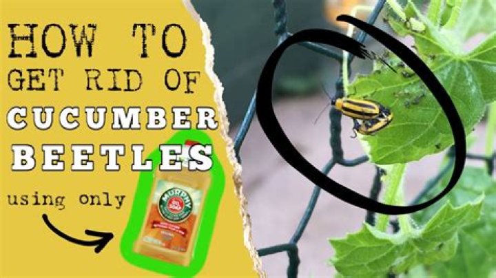 Will dish soap kill cucumber beetles
