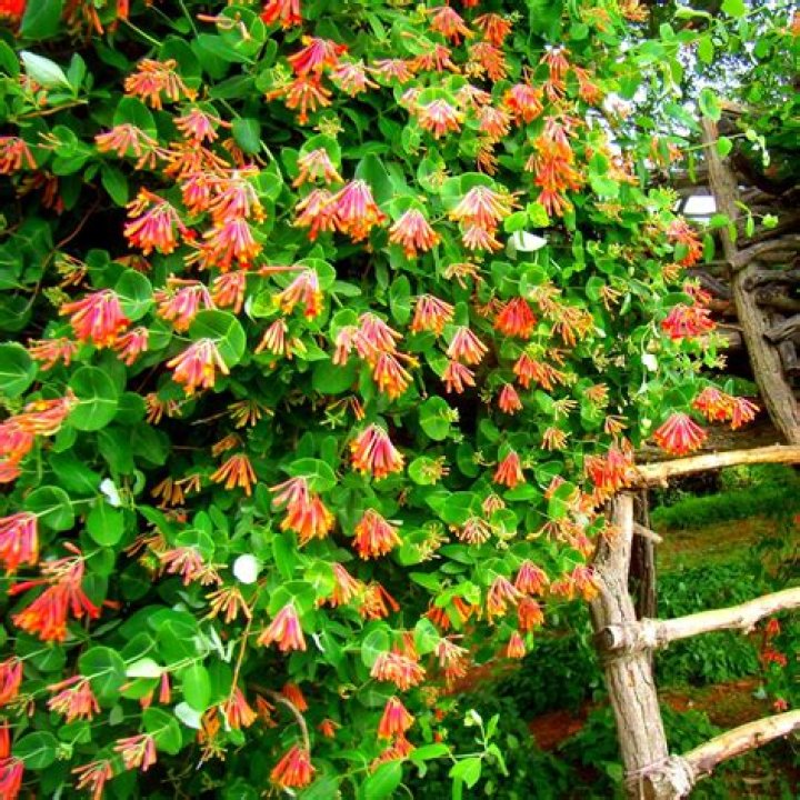 Will honeysuckle grow on a north facing wall