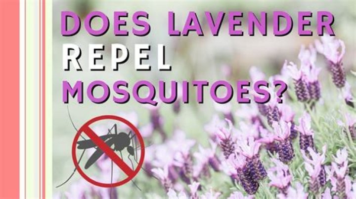 Will Lavender Lotion keep mosquitoes away